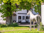 NH030523-2 - Nicky Henderson Stable Visit